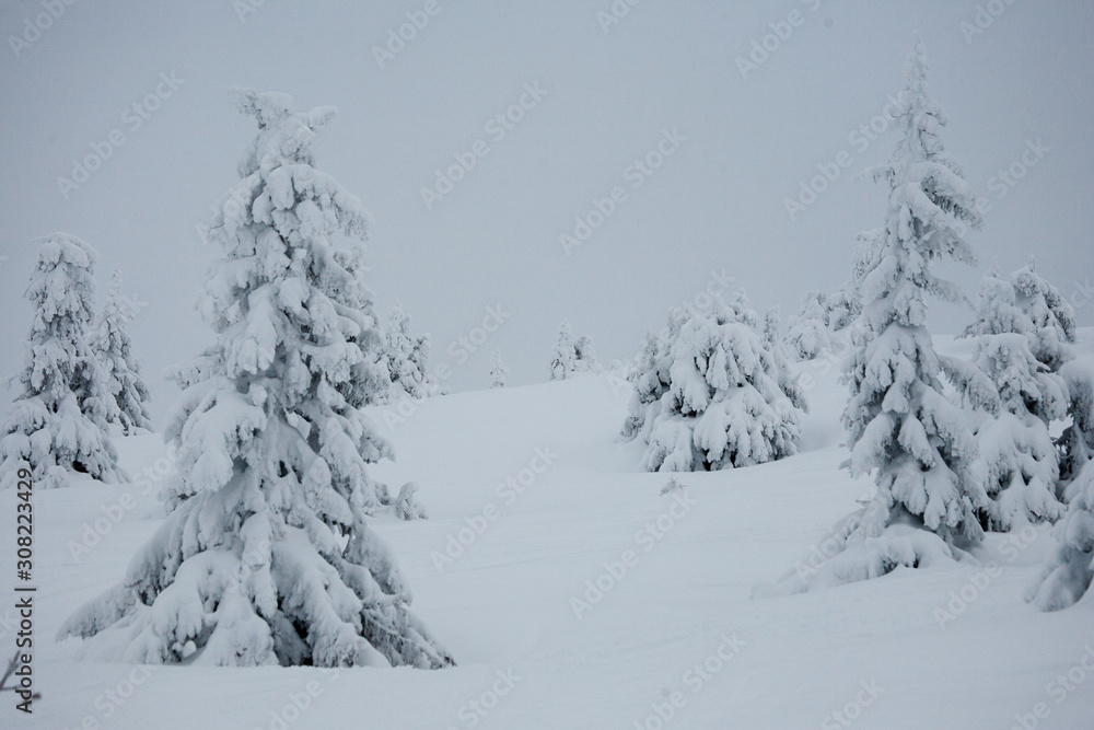 Fototapeta premium snow covered trees