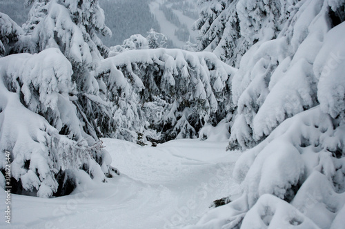 winter mountain landscape with trees and snow