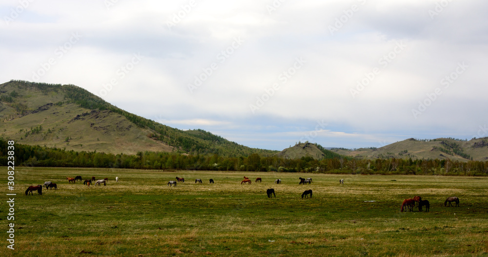 Fototapeta premium horses, herd of horses