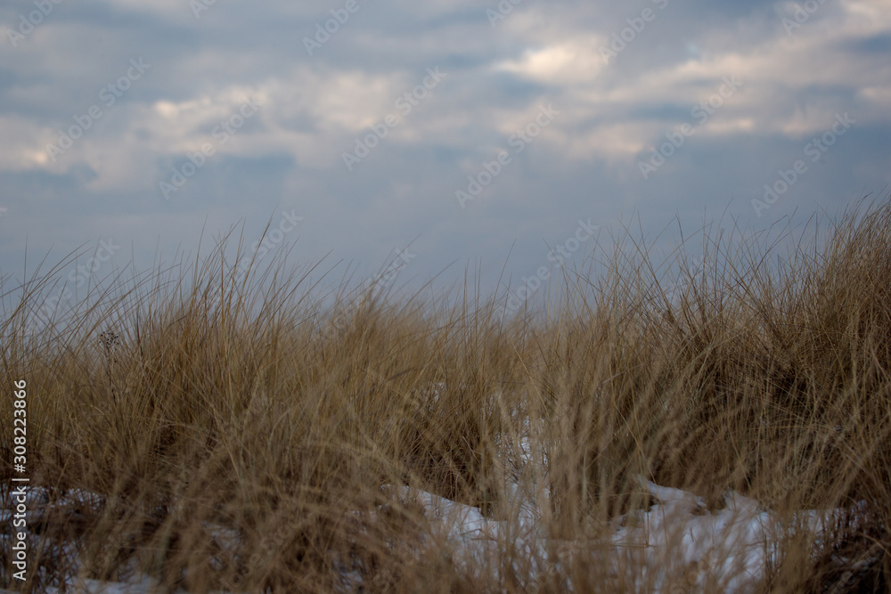 Fototapeta premium tall grass and blue sky