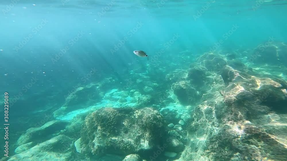 While diving in clear turquoise blue water prompted by a small fish to play While diving in clear turquoise blue water prompted by a small fish to play