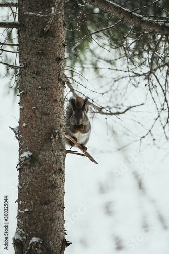  luxurious gray squirrel eats on a tree branch against the backdrop of a snowy forest in winter