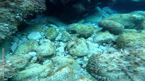 Follow a few fish over the stony seabed photo