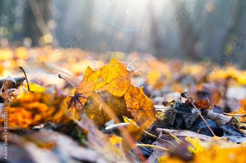 The leaves are falling off the trees