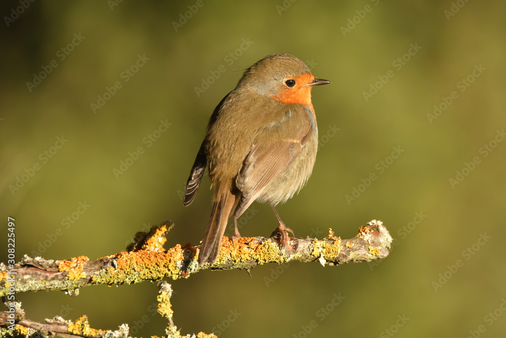 Fototapeta premium petirrojo