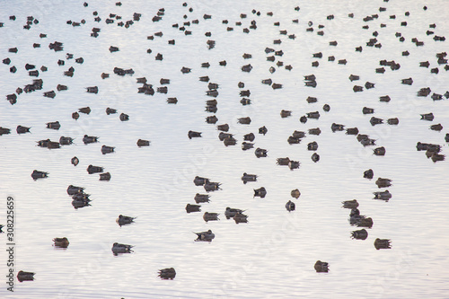 Fotografía 水鳥公園の風景（一面の渡り鳥）　migratory birds