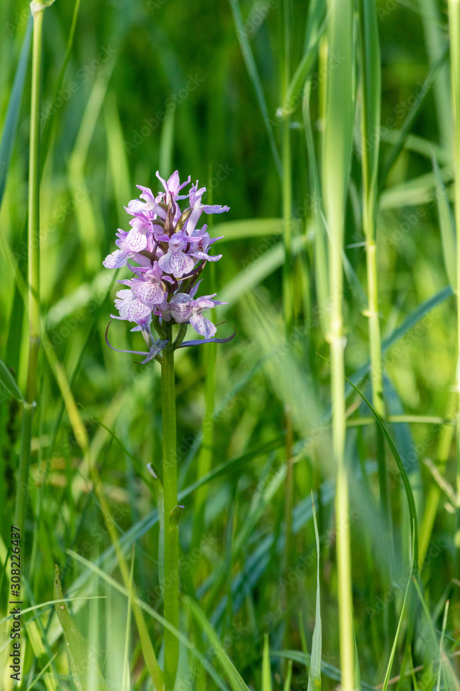 Orchis tacheté - Espace Naturel Sensible de la Glaisières de Nesles - Pas-de-Calais Orchis tacheté - Espace Naturel Sensible de la Glaisières de Nesles - Pas-de-Calais