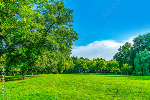 Park sunshine grassland green forest.. © 昊 周