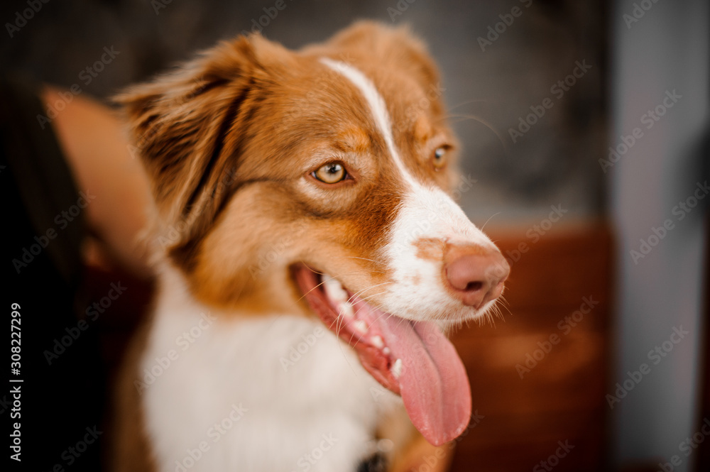 Ginger and white dog standing with a open mouth