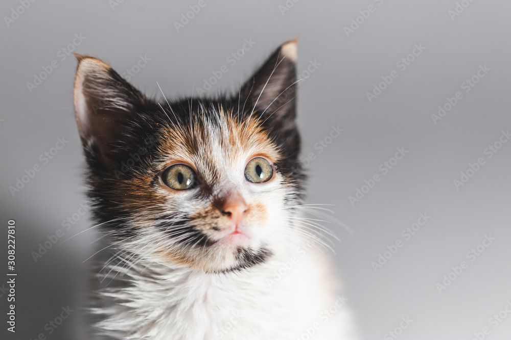 portrait of a lovely kitten sitting over white surface