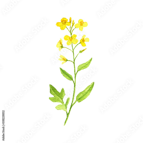 watercolor drawing rapeseed plant © cat_arch_angel
