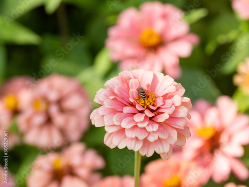 Honey Bee Gathering Polen on Zinnia flower