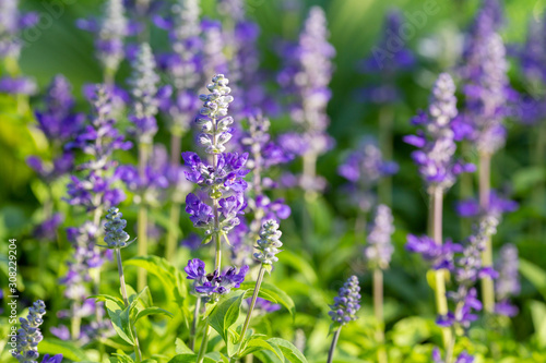 Beautiful Purple flowers of Blue Salvia in the garden  Selective focus