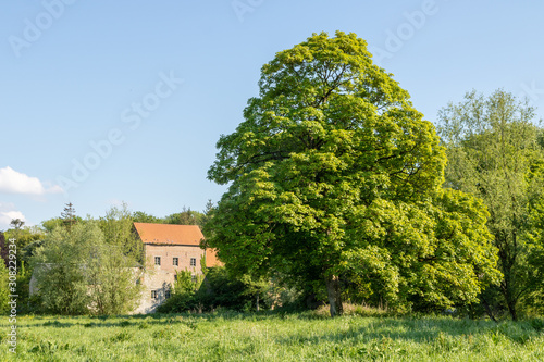 Obraz na płótnie Le Moulin d'Hesdigneul-les-Boulogne et un grand hêtre w salonie