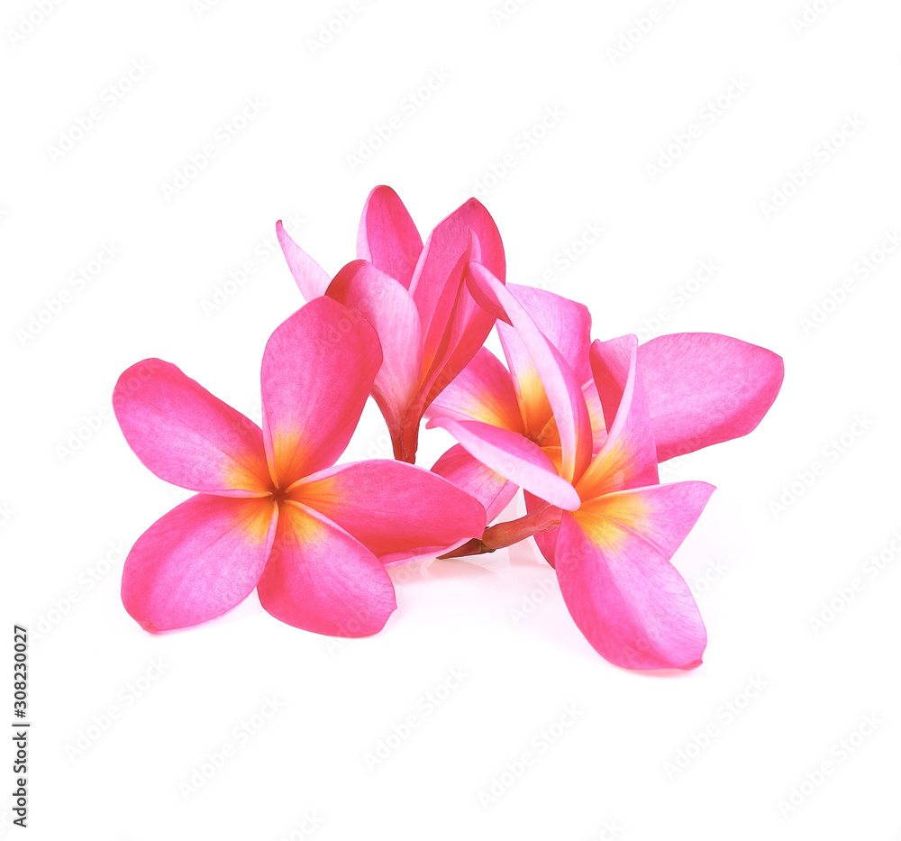 frangipani (plumeria) flowers on white background frangipani (plumeria) flowers on white background