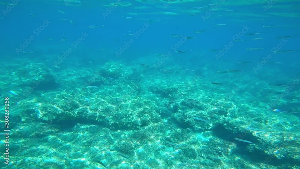 crystal clear blue waters criss-crossed with many small fish near a reef crystal clear blue waters criss-crossed with many small fish near a reef