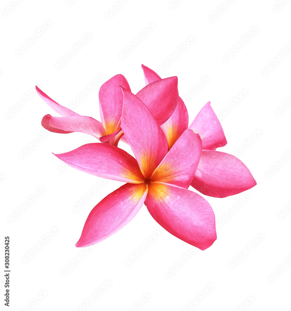 frangipani (plumeria) flowers on white background
