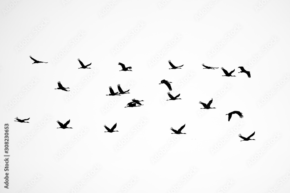 Obraz premium Silhouette of cranes in flight