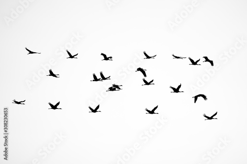 Silhouette of cranes in flight © Mike