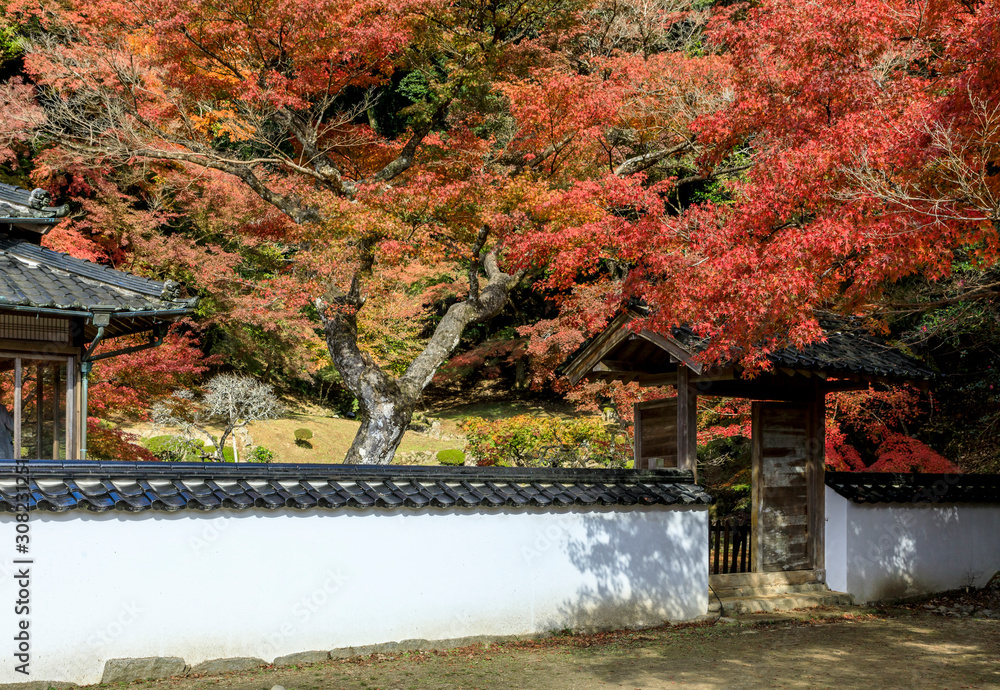 紅葉の魚楽園 紅葉の魚楽園