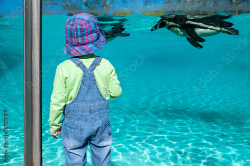 Small child watching Humboldt penguins swimming in big aquarium. photo