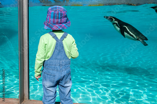 Small child watching Humboldt penguins swimming in big aquarium. photo