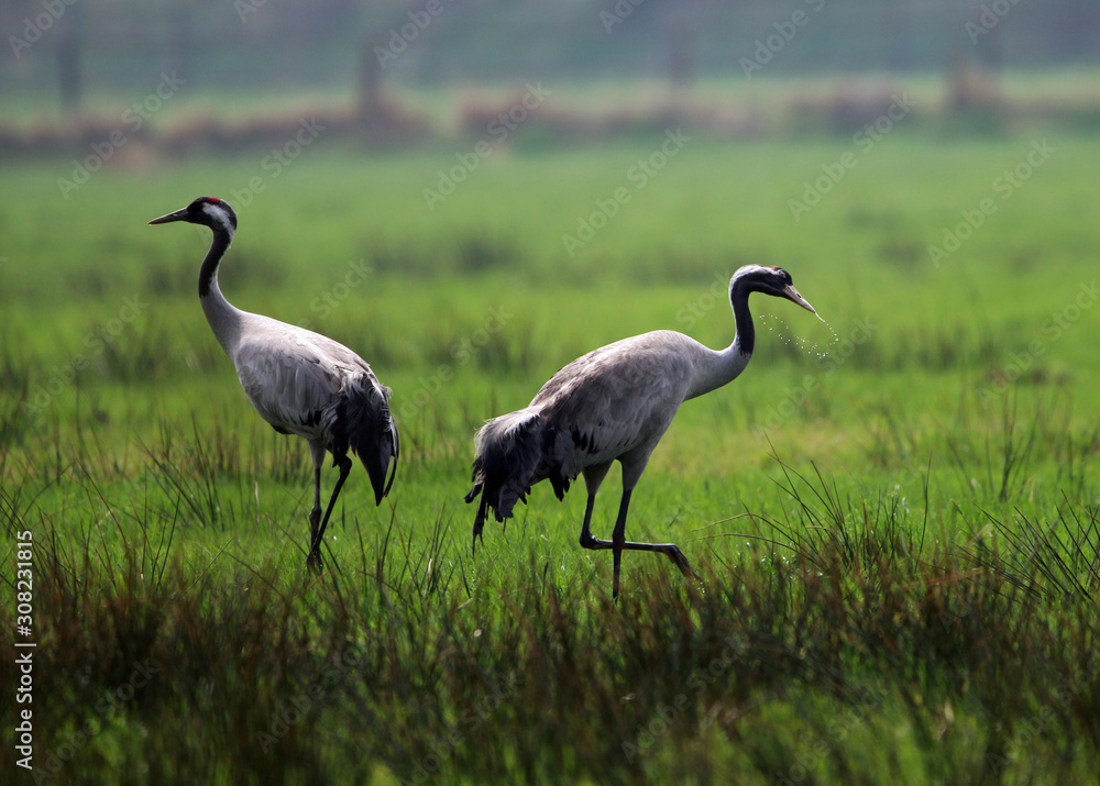 Obraz premium Tiere in der ungestörten Natur