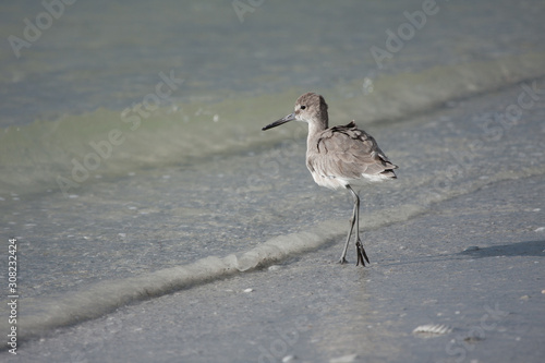 A solitary Willet foraging along the shoreline.