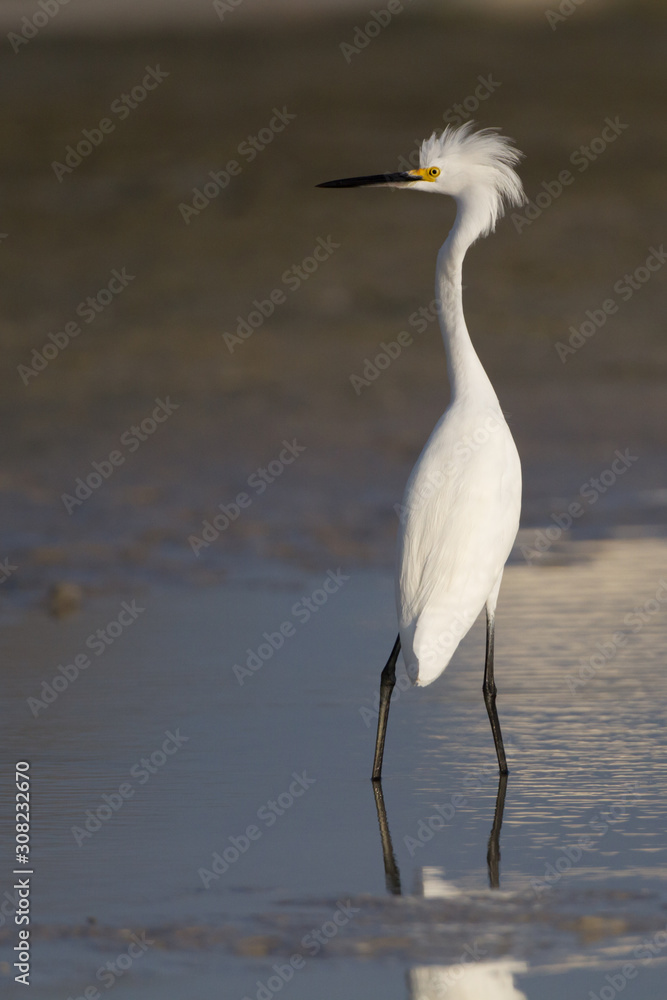 A regal Snowy Egret looking camera left. A regal Snowy Egret looking camera left.