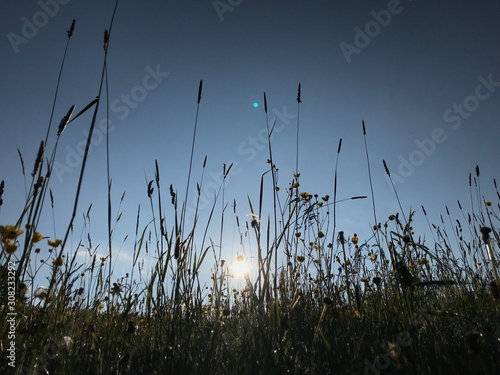 Wiesenblick