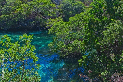 Lagoon in the jungle 