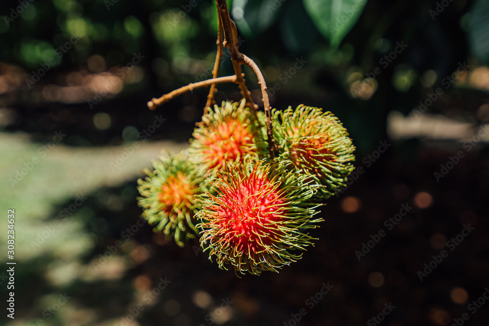 Rambutan on tree, Tropical fruit, Rambutan tree background, Orchard fruit, Rambutan from thailand Rambutan on tree, Tropical fruit, Rambutan tree background, Orchard fruit, Rambutan from thailand