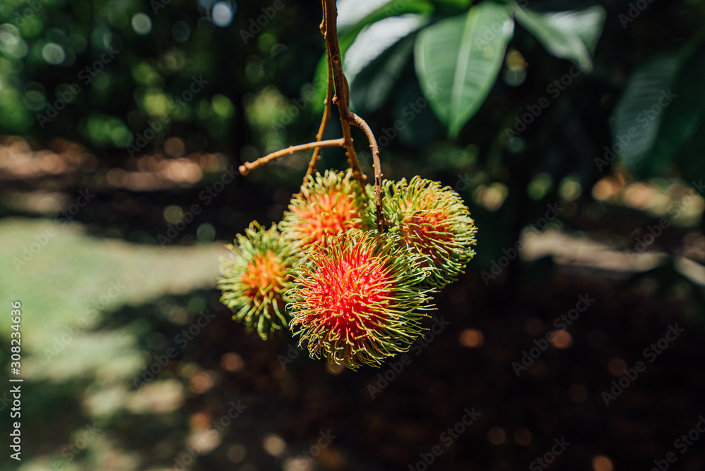 Rambutan on tree, Tropical fruit, Rambutan tree background, Orchard fruit, Rambutan from thailand Rambutan on tree, Tropical fruit, Rambutan tree background, Orchard fruit, Rambutan from thailand