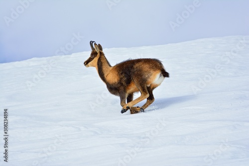 Chamois in the snow on the peaks of the National Park Picos de Europa in Spain.