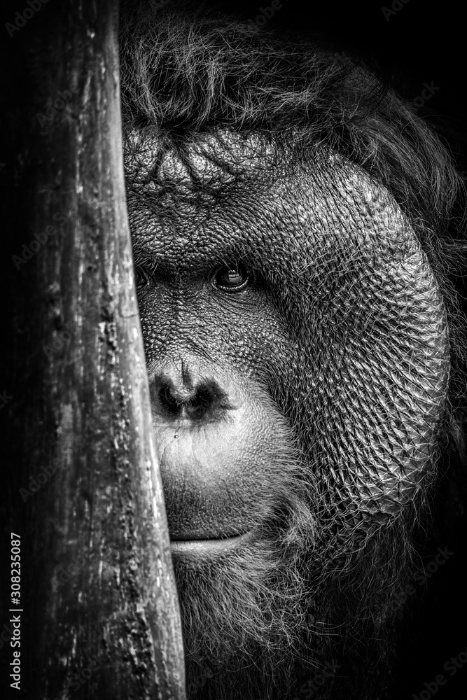 Peeking Orangutan - obrazy, fototapety, plakaty 