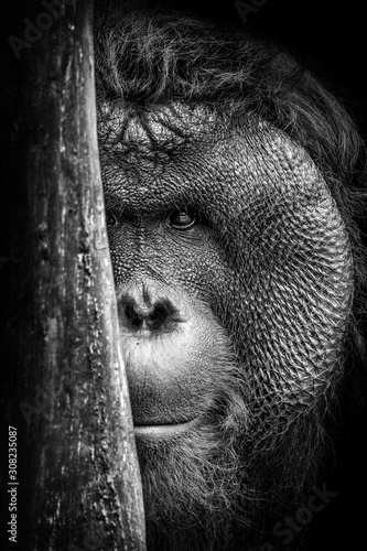 Peeking Orangutan photo