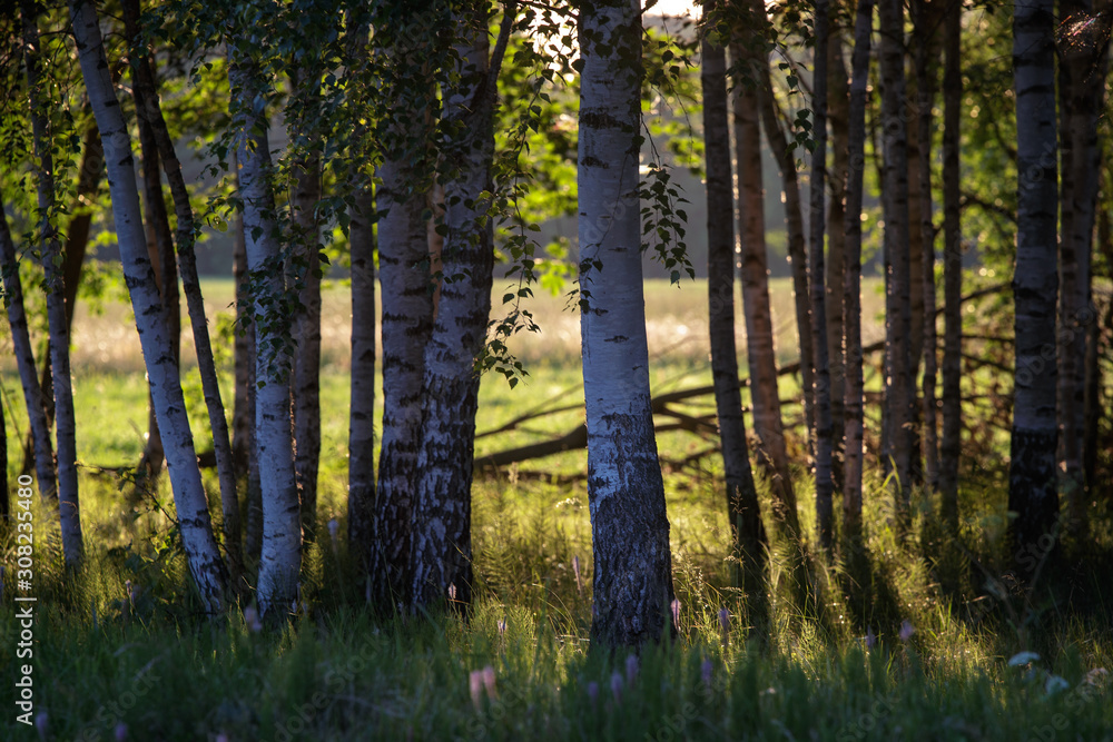 forest in sommer forest in sommer
