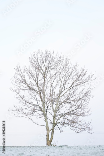 Lone tree in white winter fog scene for peace tranquility and mindfulness