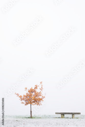 Single tree and seat bench at park in outdoor winter white fog scene
