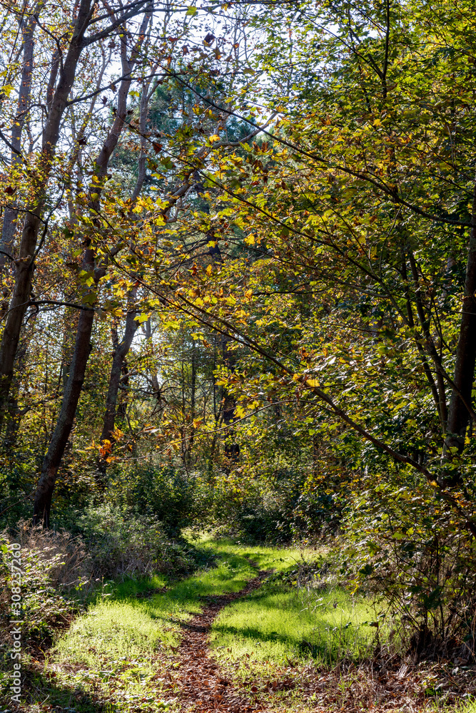 Sentier de la Forêt d'Ecault  à l'automne