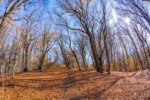 Autumn forest