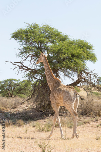 Giraffe  Giraffa camelopardalis  trotting through Acacia savannah  Kgalagadi Transfrontier Park   Kalahari  Northern Cape  South Africa