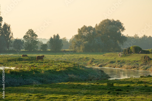 Chevaux au bord de la Canche