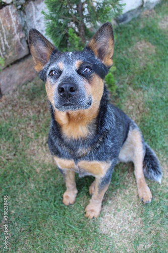 portrait of a dog blue heeler cattle dog 