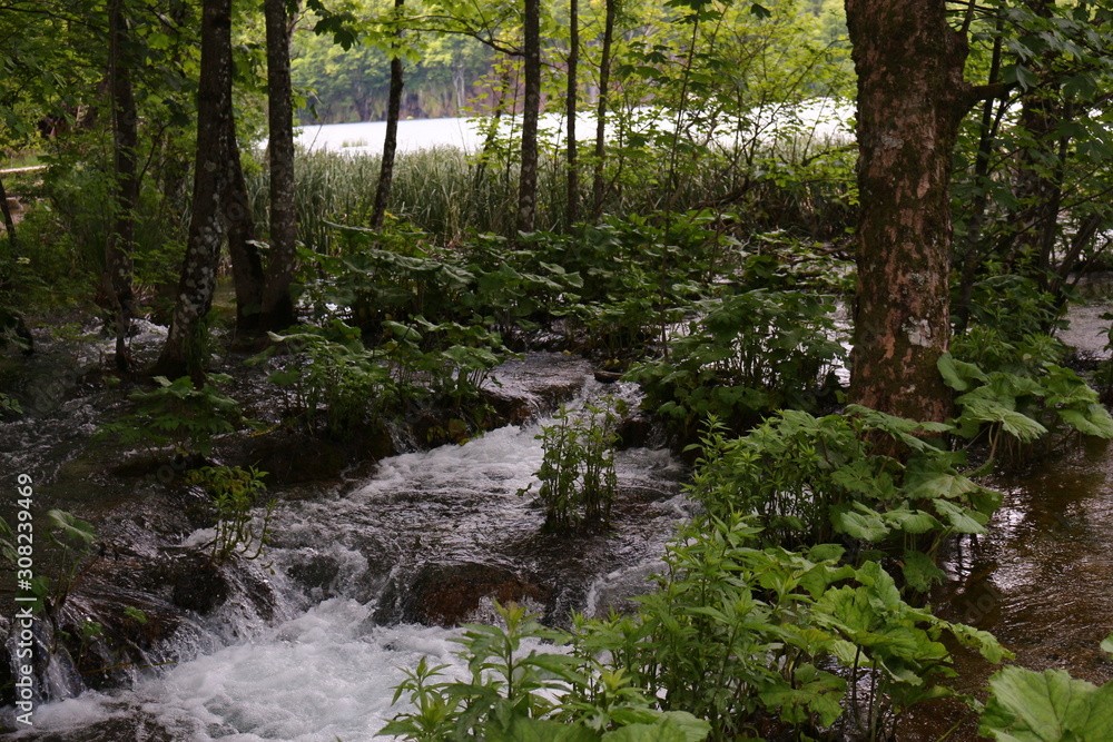 Obraz premium durch den wald
