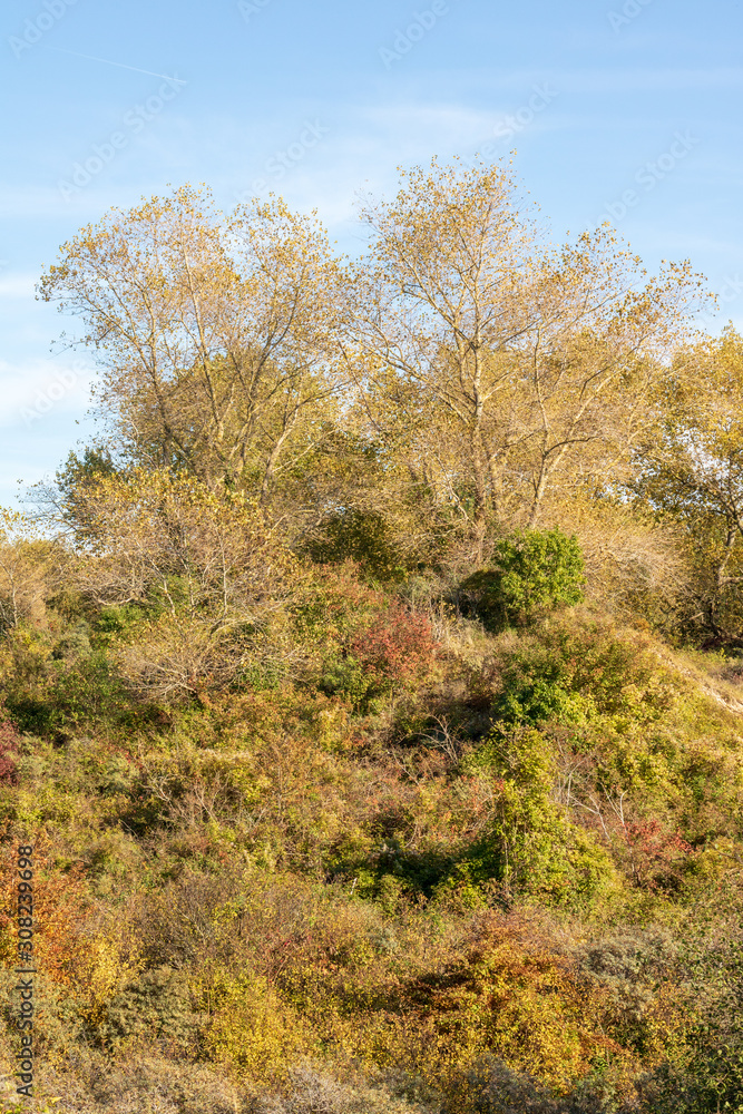 Arbres aux couleurs d'automne dans les dunes de Sainte-Cécile Arbres aux couleurs d'automne dans les dunes de Sainte-Cécile