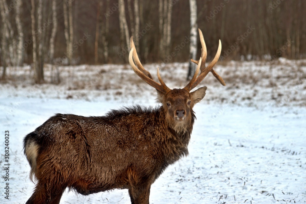 Russia, Yaroslavl region, private hunting grounds, Park of wild animals. Russia, Yaroslavl region, private hunting grounds, Park of wild animals.