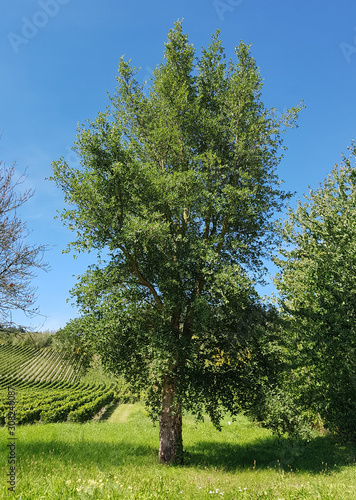 Korkeiche, Quercus suber photo