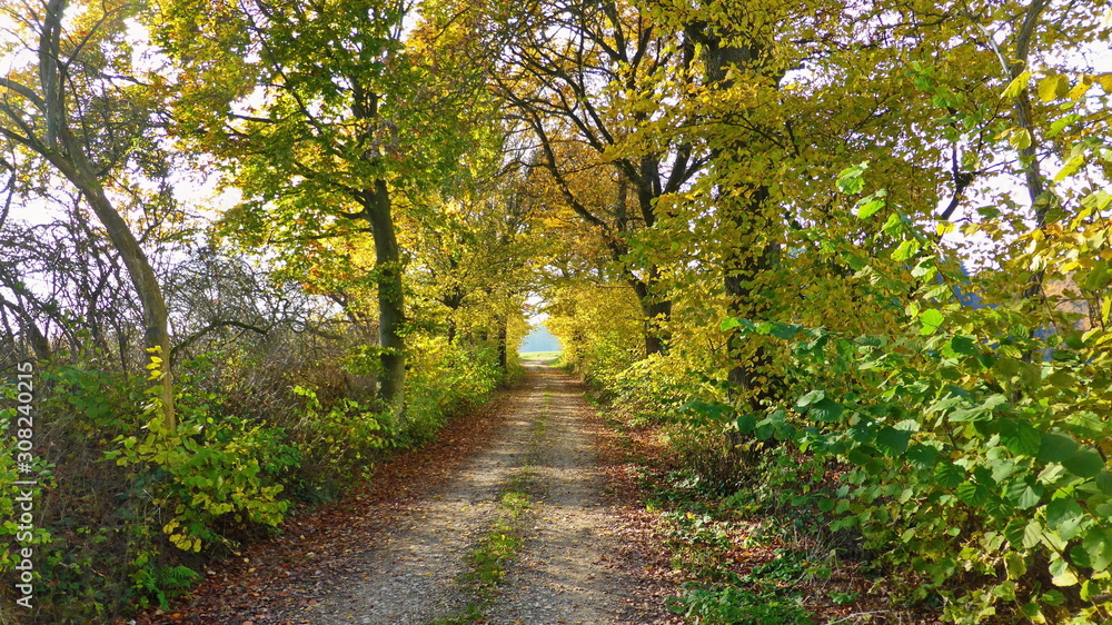Obraz premium Fichtenwald im Herbst, Herbststimmung im wald in Bayern