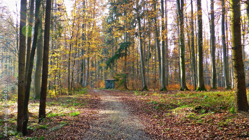 Fichtenwald im Herbst, Herbststimmung im wald in Bayern Fichtenwald im Herbst, Herbststimmung im wald in Bayern